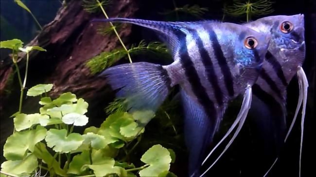 Пара blue zebra angelfish.