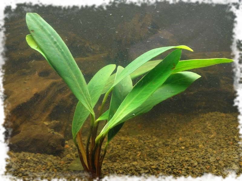Как правильно сажать растения в аквариуме
