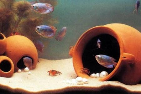 рыбки в аквариуме с грунтом в виде песка
