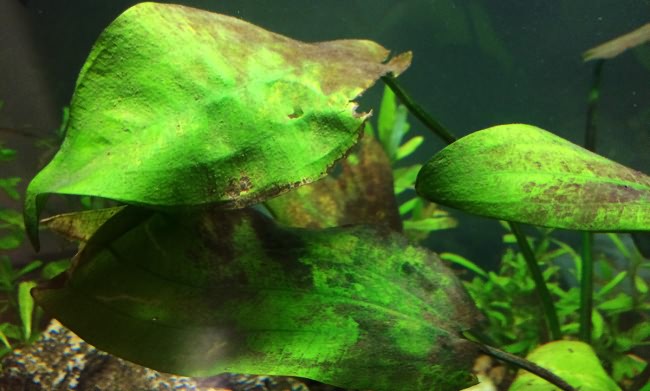 чернеют листья в аквариуме