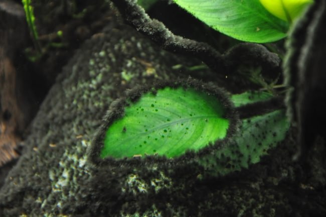 Как избавиться от черных водорослей в аквариуме