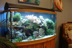 Что нужно для домашнего аквариума
