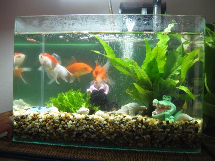 Инструкция на тему как ухаживать за рыбками в аквариуме