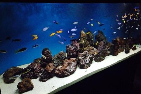 рыбки в аквариуме с песчаным грунтом