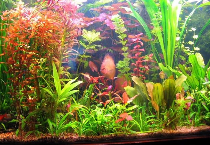 как выращивать аквариумные растения