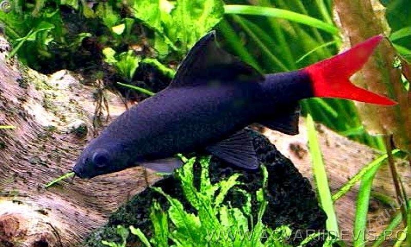 Красная рыбка аквариумная