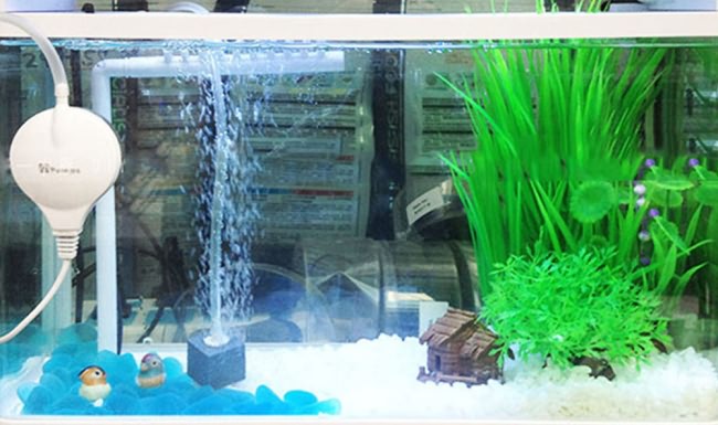 Аэрация в аквариуме – основа биофильтрации