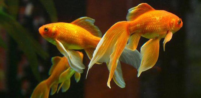 Сколько живут золотые рыбы в аквариуме