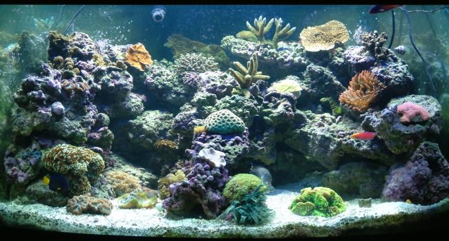 Какую среду обитания предпочитают аквариумные рыбы.