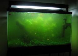 в аквариуме зеленеет вода что делать