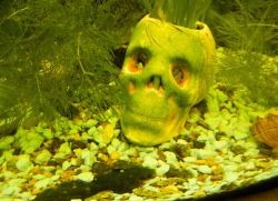 Почему зеленеет вода в аквариуме 