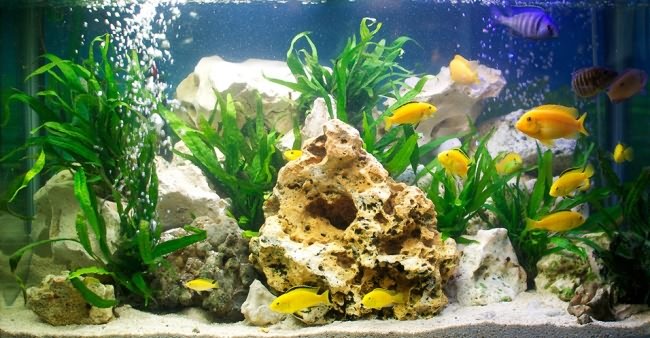 К чему снятся мертвые аквариумные рыбки в аквариуме thumbnail