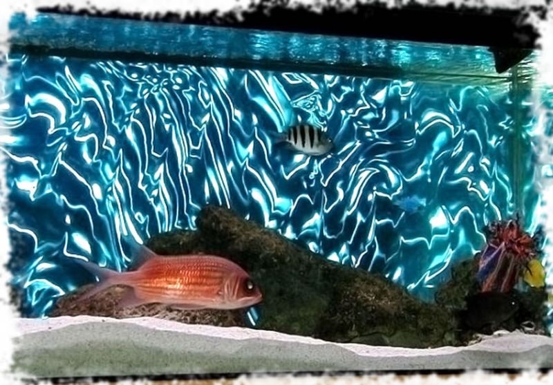 К чему снятся мертвые рыбки в аквариуме thumbnail